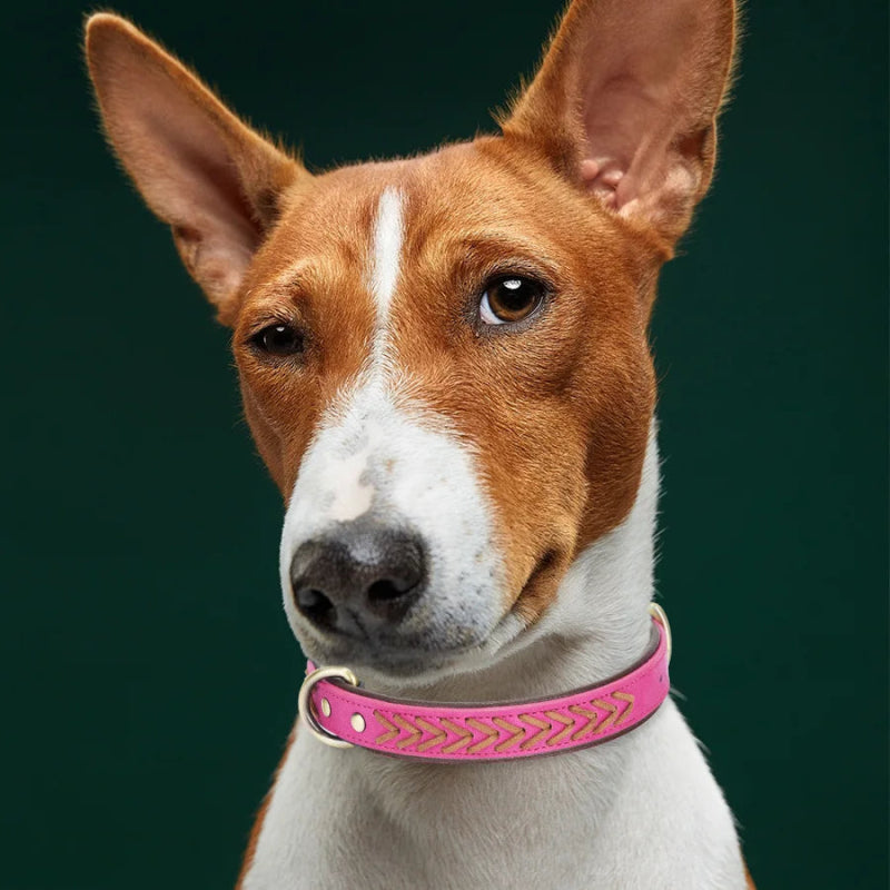 Handgemaakte Leren Hondenhalsband – Duurzaam & Comfortabel - Pet Buddy