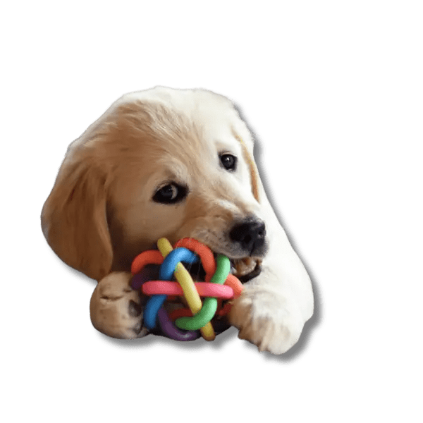 Kleurrijke Kauwspeelbal met bel - Pet Buddy