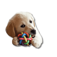 Kleurrijke Kauwspeelbal met bel - Pet Buddy