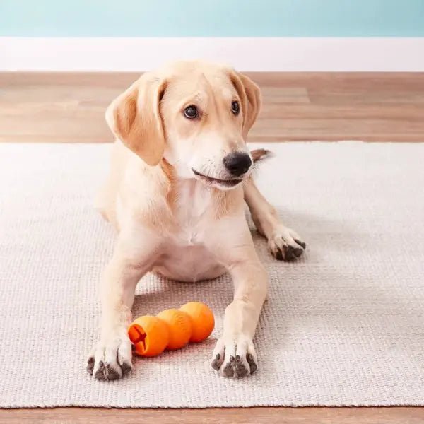 KONG Classic Genius Mike – Maat L - Pet Buddy