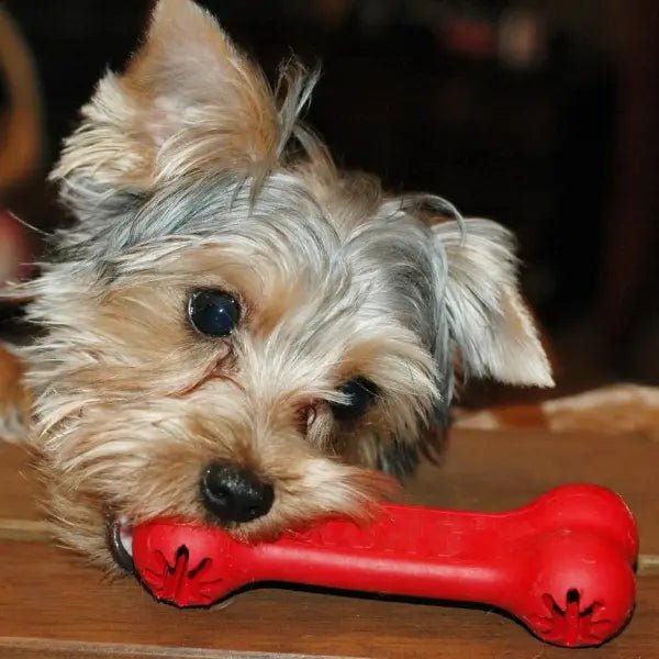 KONG Classic Goodie Bone – Maat M - Pet Buddy