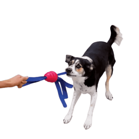 KONG Classic Tails – Interactief Speeltje voor Honden - Pet Buddy