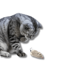 Pluchen Realistische Muis Kattenspeeltje - Pet Buddy