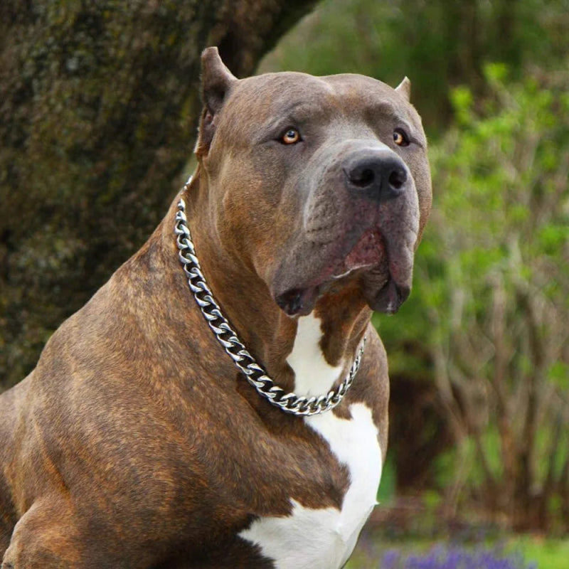 RVS Hondenketting – Cubaanse schakel, Sterk & Stijlvol - Pet Buddy