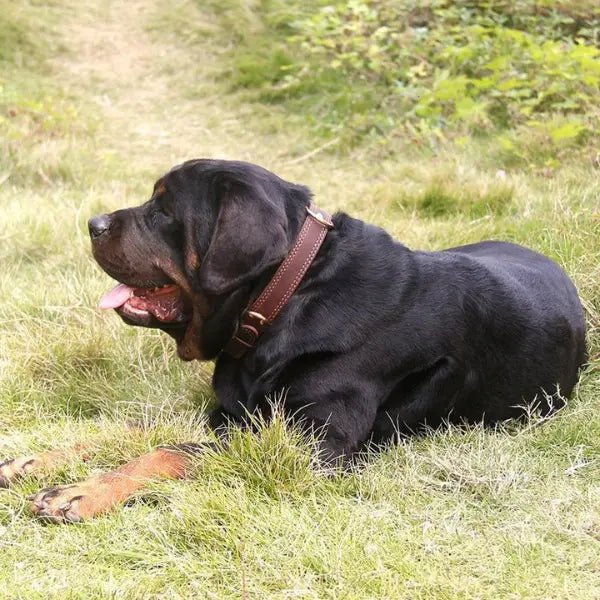 Benepaw Echtleren Halsband - Pet Buddy