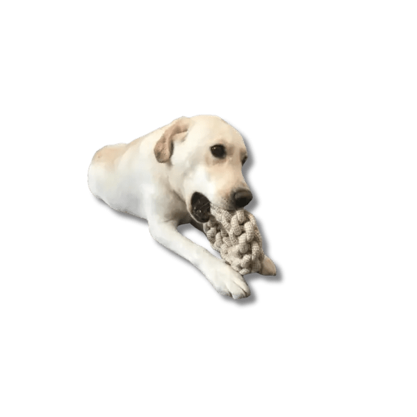 KnoopSterk Kauwtoy - Pet Buddy
