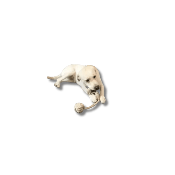 KnoopSterk Kauwtoy - Pet Buddy