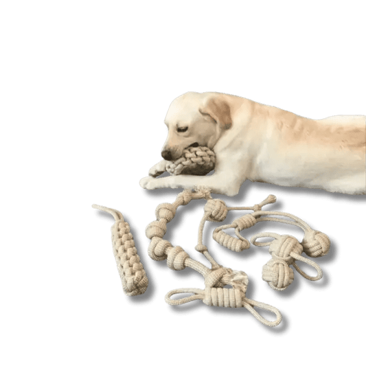 KnoopSterk Kauwtoy - Pet Buddy