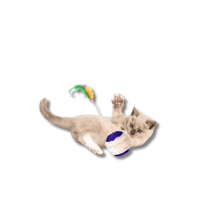 Krabbal met Veer - Pet Buddy