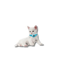 Reflecterende AirTag Kattenhalsband - Pet Buddy